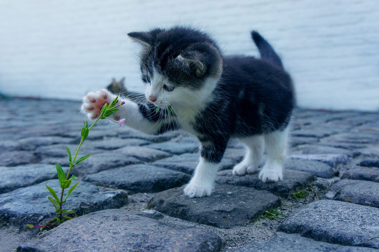 Solution anti chat au jardin : Répulsif naturel
